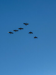 Canadian Geese Flying In A V With Light On Their Wings