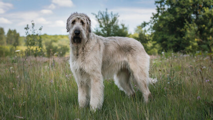  Irish Wolfhound standing in a meadow on a sunny day.