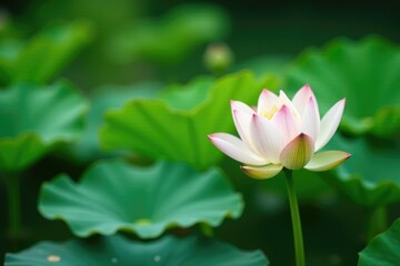 Fresh green lotus leaves swaying gently in the water, naturerelaxation, relax, meditate