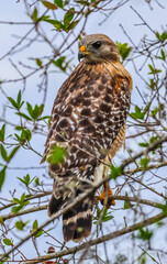 Red Shouldered Hawk