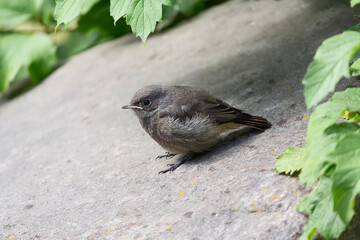 Black Redstart, Phoenicurus ochruros, sitting on the ground