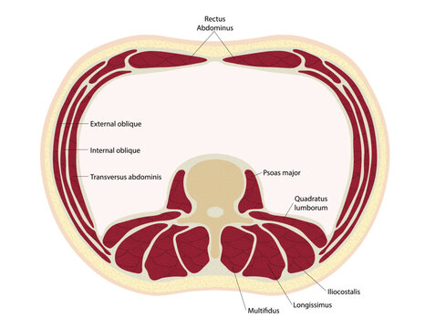 A slice of the human torso showing muscle anatomy