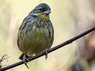 森の中で枝に留まって周りを見渡しているアオジ