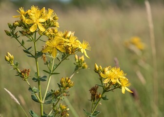 St. John's Wort Flowers, Medicinal Herb,  Hypericum Perforatum,  Close-up,  Nature Photography