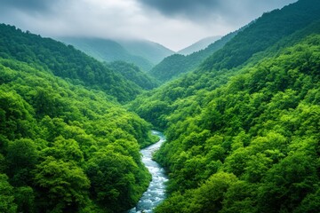 Fototapeta premium Winding river flowing through lush green forest valley