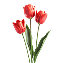 Fototapeta premium Red Tulips on Black Background