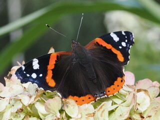 Rusałka admirał (Vanessa atalanta)