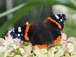 Rusałka admirał (Vanessa atalanta)