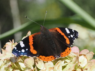 Rusałka admirał (Vanessa atalanta)