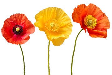 Obraz premium Vibrant Poppies in Full Bloom