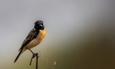 Siberian Stone chat a solitary bird confidently perched on a branch.
