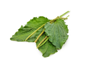 Green leaves of plantain. © voren1