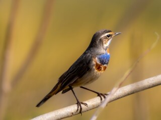 Old World flycatcher