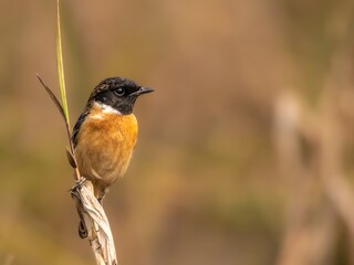 Siberian Stone chat a single bird perched on a branch.