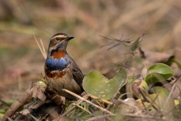 The spectacular markings of the male Bluethroat