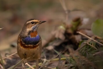 The spectacular markings of the male Blue-throat