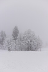 Snow-covered trees. Trees in the snow. Winter forest. Winter nature