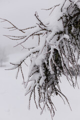 Snow-covered trees. Trees in the snow. Winter forest. Winter nature