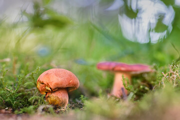 Boletus growing among the grass on the forest floor. Concept of mushrooms in their natural environment