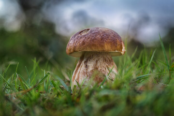 Boletus growing among the grass on the forest floor. Concept of mushrooms in their natural environment