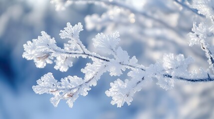 snow covered branches
