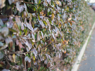hedgerow perspective background