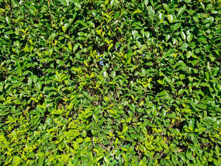 hedgerow full frame background