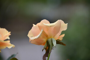 Perfect Peach Rose Blooming in the Heat of Summer