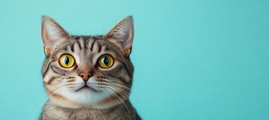 close up of curious cat with bright yellow eyes against turquoise background, showcasing its playful expression great for pet products advertisement 