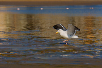 Close-up of a Seagull Landing on Water