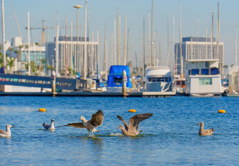 Obraz premium Birds in Water with Marina Background in Los Angeles