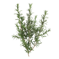 Fototapeta premium Rosemary Sprig Isolated on Black Background
