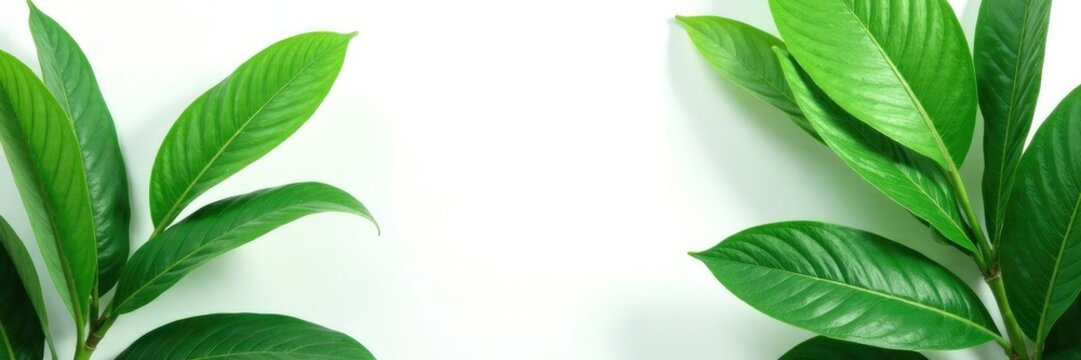 Isolated Gum Elemi Leaves on White Background, crafts, tropical plants