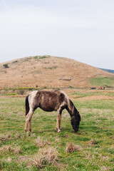 Udo Island, Jeju Island province, South Korea, Jeju-do, panoramic aerial view of coastline sea landscape in a sunny day, U-do Island, Soseom cow island, Jeju-si