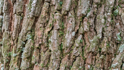 Obraz premium Macro shot of a tree bark with deep ridges, moss patches, and a rugged, natural texture, highlighting the intricate patterns and organic details of aged wood in high detail.
