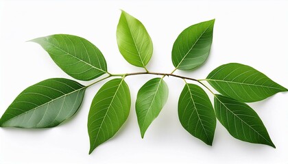 Obraz premium green leaves isolated on white