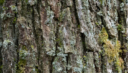 Obraz premium Macro shot of a tree bark with deep ridges, moss patches, and a rugged, natural texture, highlighting the intricate patterns and organic details of aged wood in high detail.
