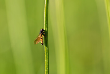Wasp perched on a vertical green stem. Defocused background