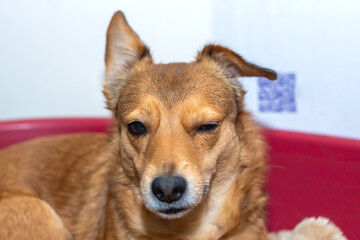 A brown dog is laying in a red bowl, looking at the camera