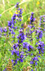 Obraz premium Hyssopus officinalis grows in nature