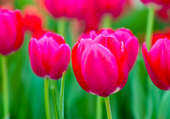 Fototapeta premium bright pink tulips on a beautiful background. The foreground. Spring flower for wallpapers, postcards and banners. Generated Image
