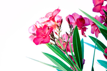 FLORES, CLAVE ALTA.