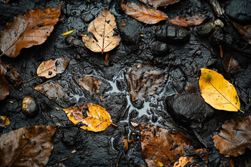 Fallen Leaves and Mud with Water Puddles