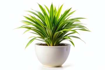 Variegated Pandanus Plant in White Pot - Isolated Garden Design Stock Photo