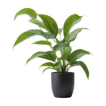 Fototapeta Decorative green plant in a pot