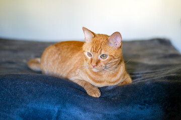 An orange cat is comfortably sitting on top of a soft black blanket