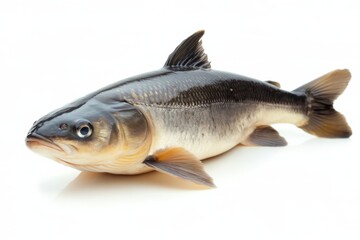 Freshwater Fish on White Background