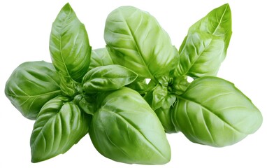 Obraz premium Vibrant Green Basil Sprig Fresh Herb Closeup