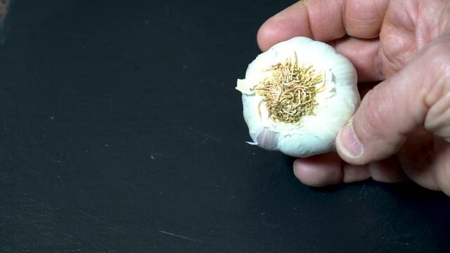 Whole garlic in a hand, black background, copy space.