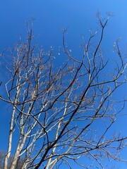 branches against blue sky